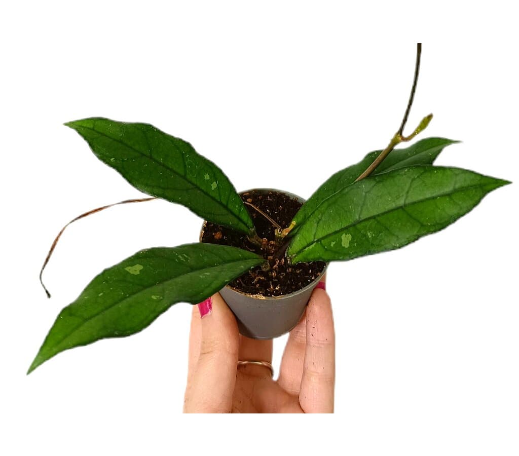 Hoya Crassipetiolata M6_0