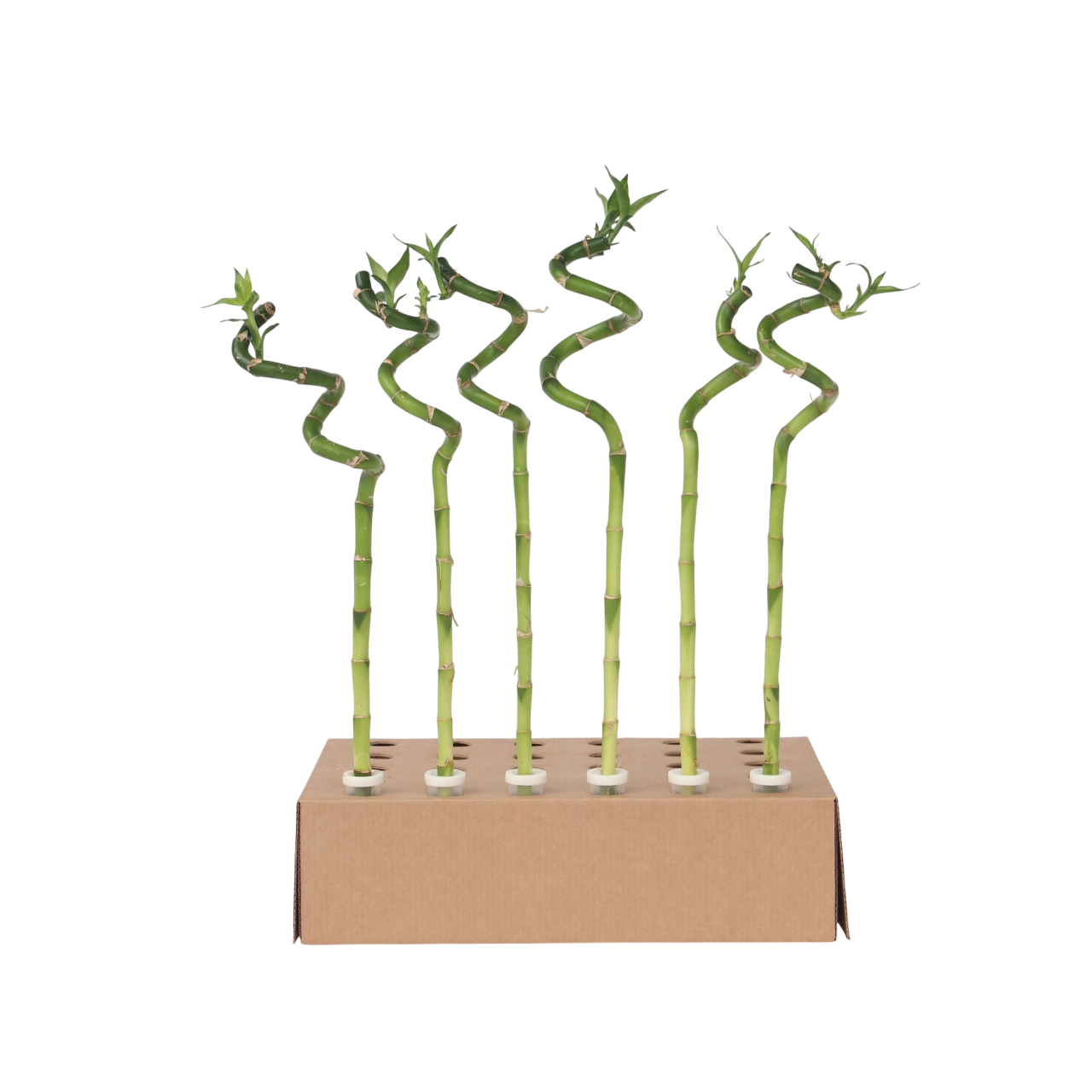 Bambú De La Suerte - 6 Pzs - Dracaena Sanderiana - Altura 40-50cm - ⌀2cm_0
