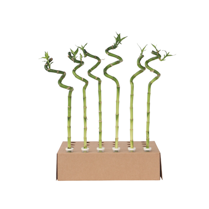 Bambú De La Suerte - 6 Pzs - Dracaena Sanderiana - Altura 40-50cm - ⌀2cm_0