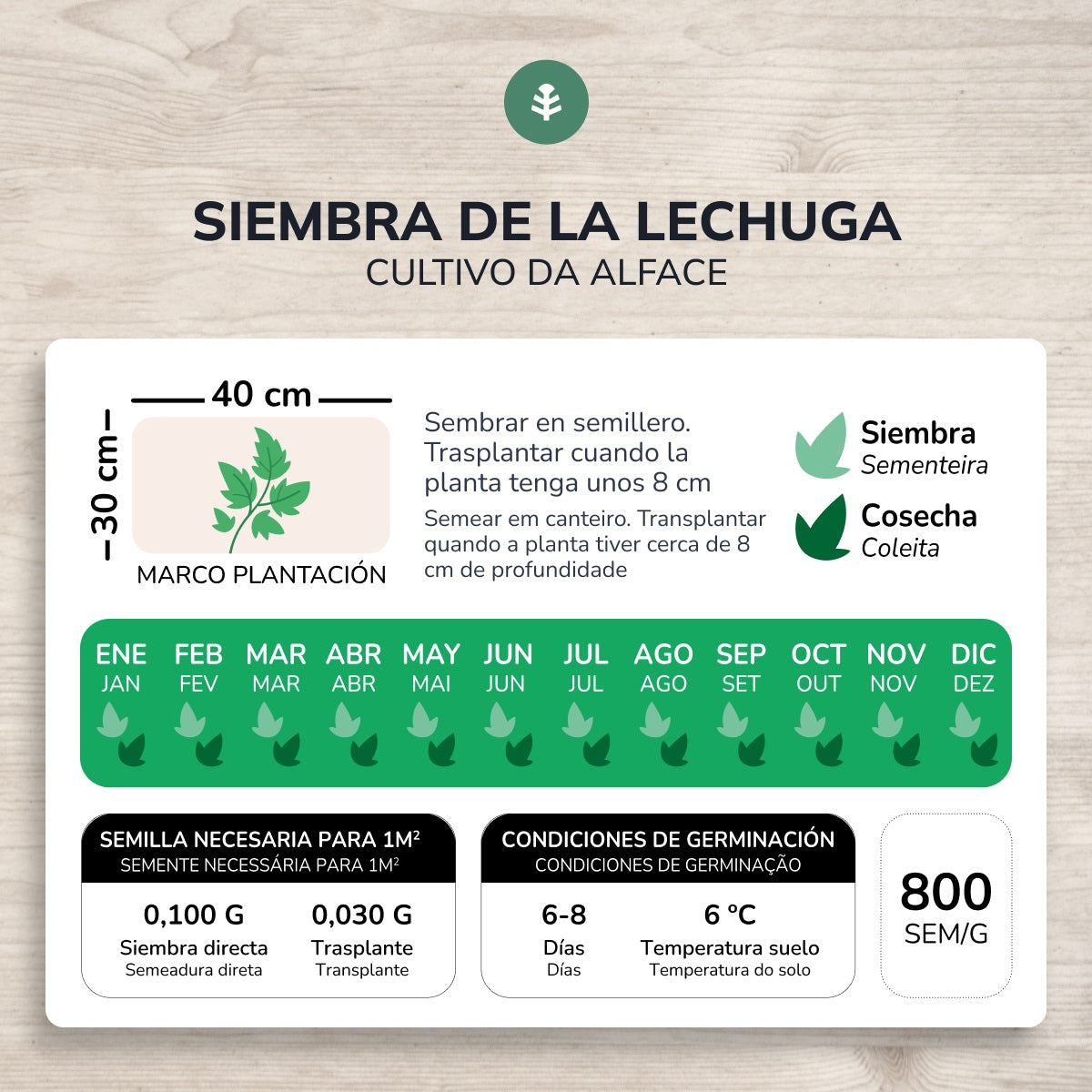 Sementes de alface Summer Wonder biológicas Planeta Huerto