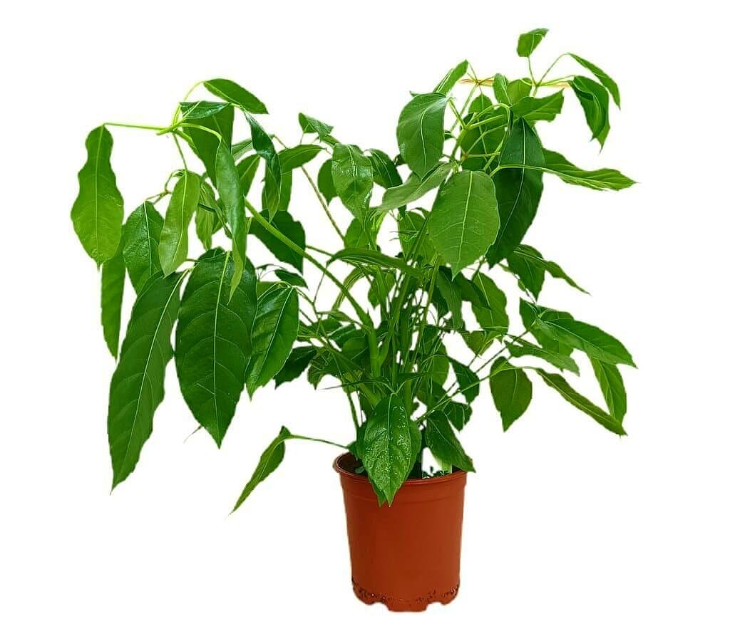Schefflera Actinophylla M19 70cm_0