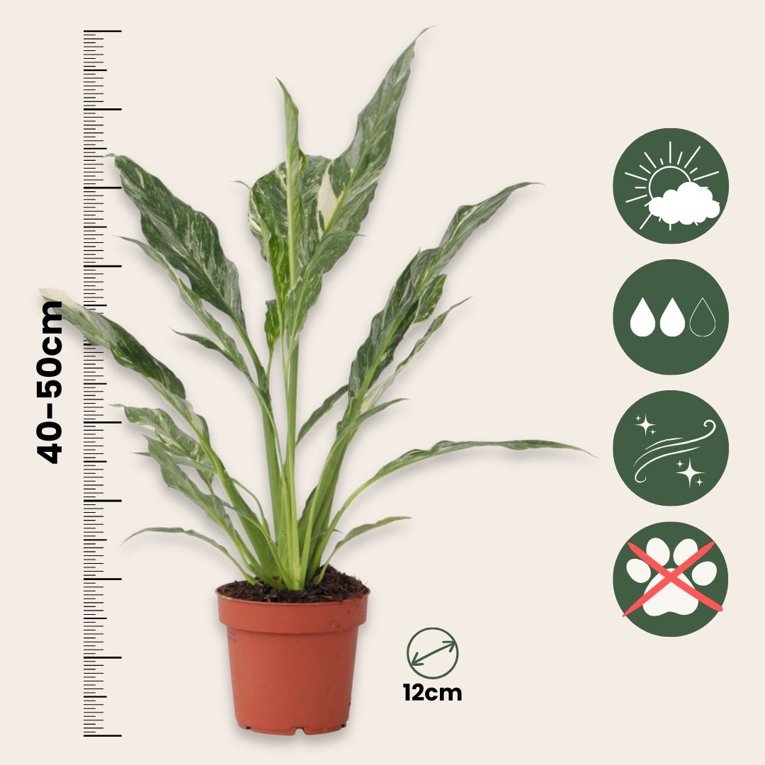 Flor De La Paz - 2 Pzs - Spathiphyllum 'diamond' - Altura 40-50cm - ⌀12cm_2