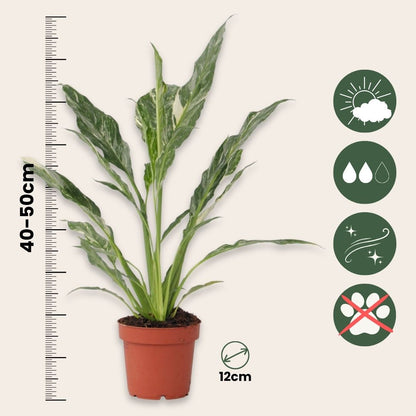 Flor De La Paz - 2 Pzs - Spathiphyllum 'diamond' - Altura 40-50cm - ⌀12cm_2