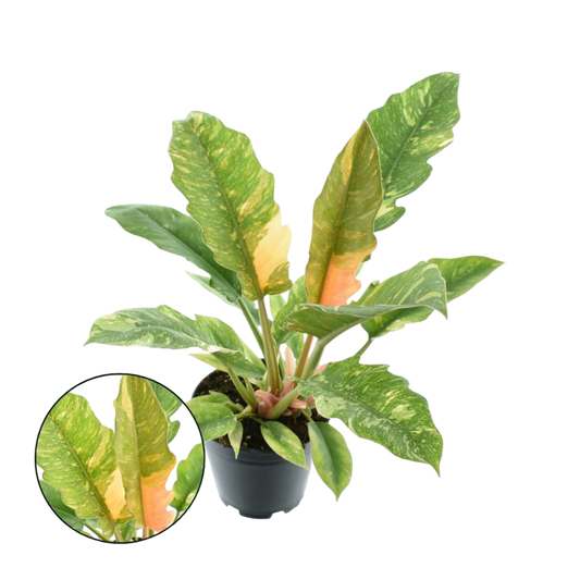 Philodendron Ring Of Fire Planta De Interior Ø14_0