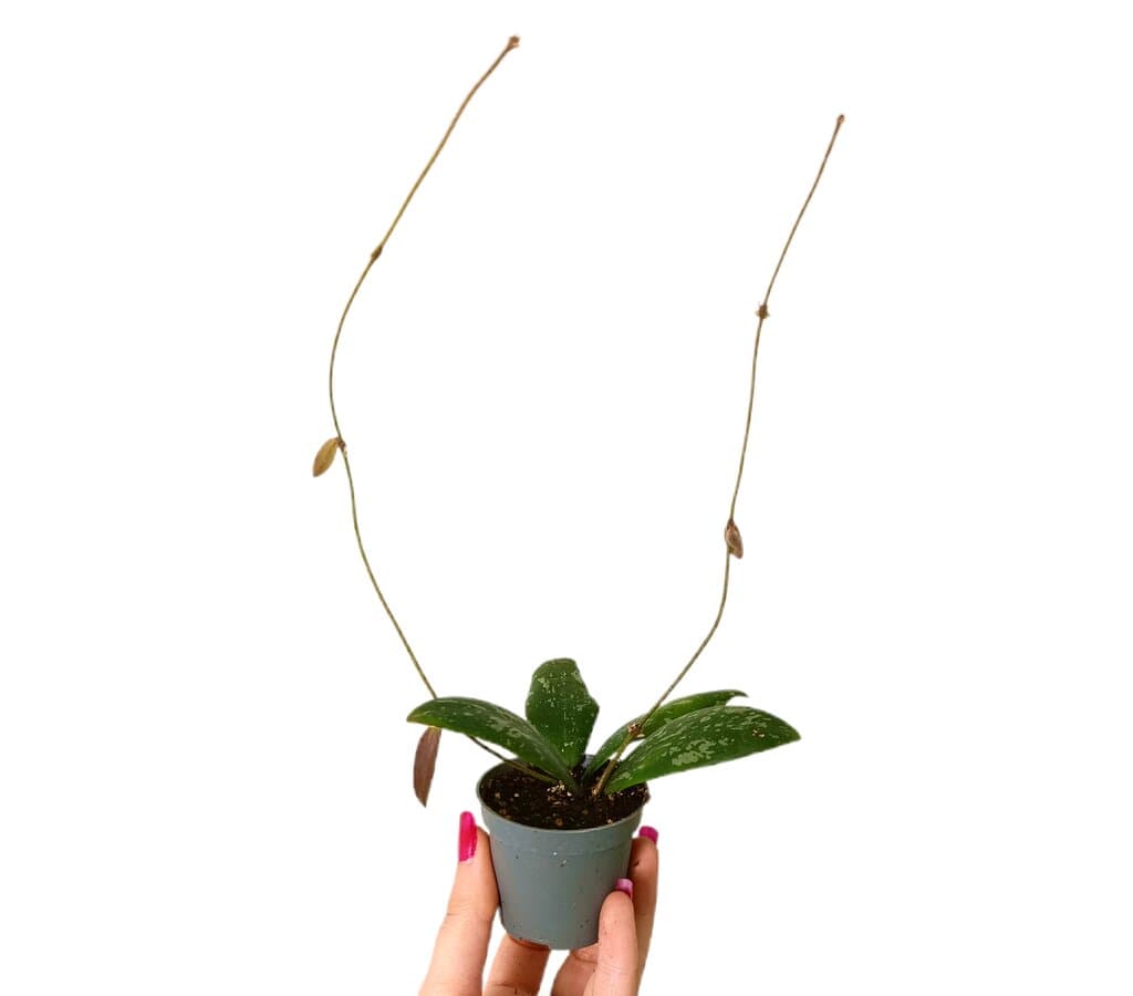 Hoya Sigillatis M6_0