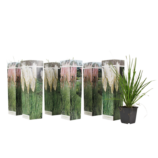 Hierba Da Las Pampas - 6 Pzs - Cortaderia Selloana - Altura 25-40cm - ⌀9cm_0