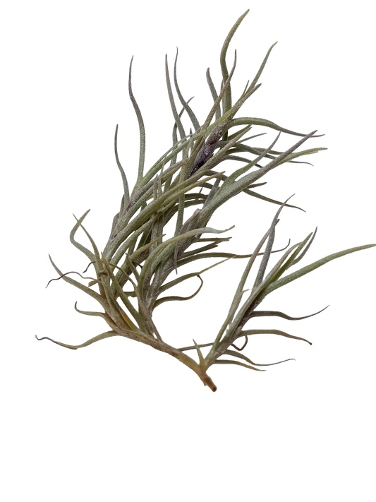Tillandsia Capillaris Planta Natural Clavel Del Aire 5-7 Cms_0