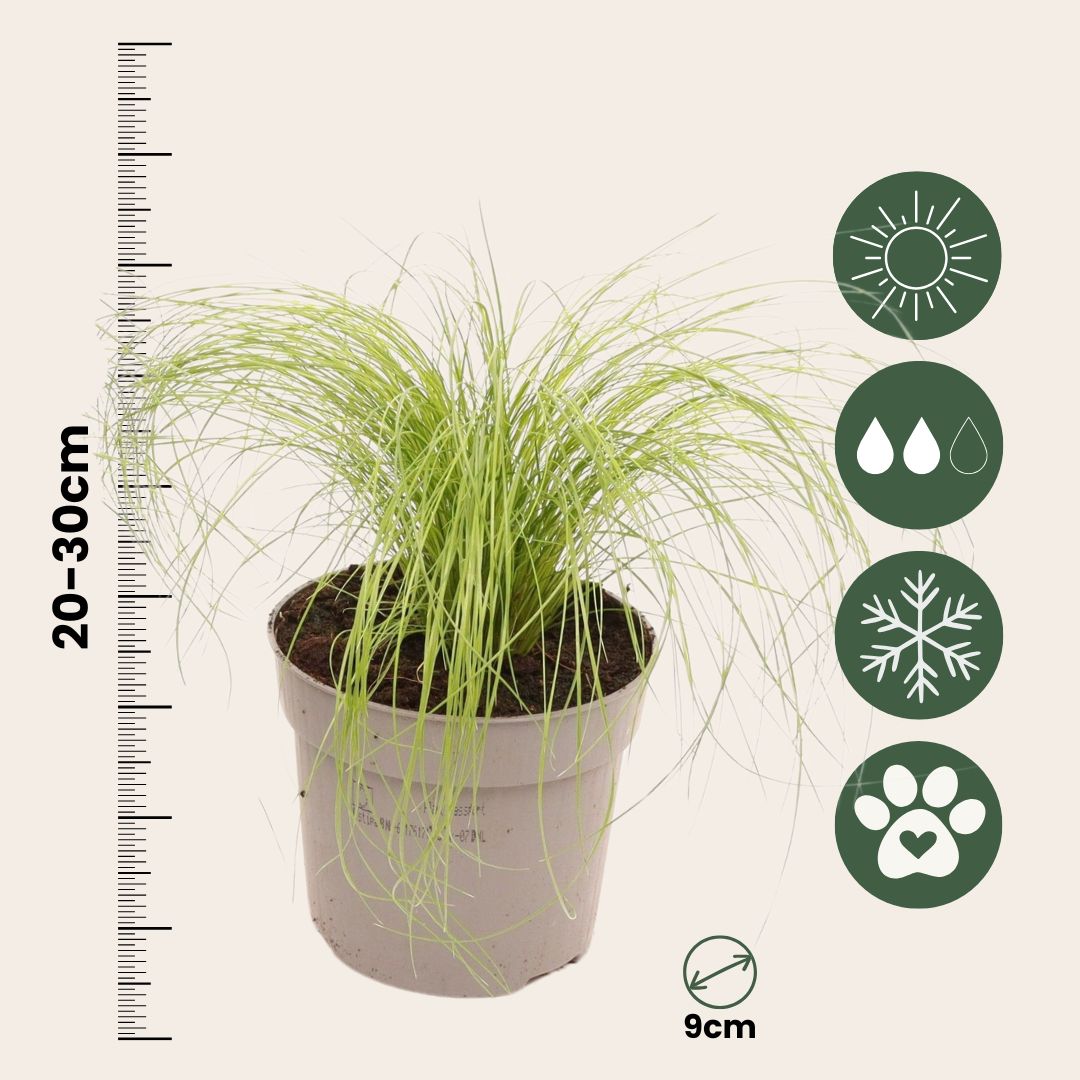 Nassella Tenuissima - 9 Pzs - Stipa Tenuifolia 'pony Tails' - A20-30cm - ⌀9cm_2