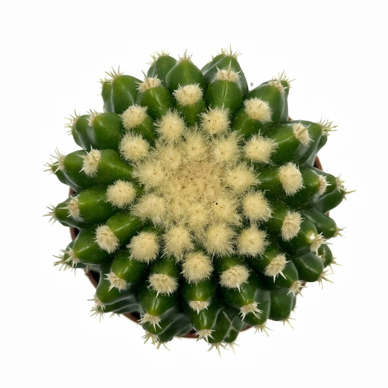 Echinocactus Grusonii Var. Brevispinus Cactus Y Suculentas M8,5 cm Ø_1