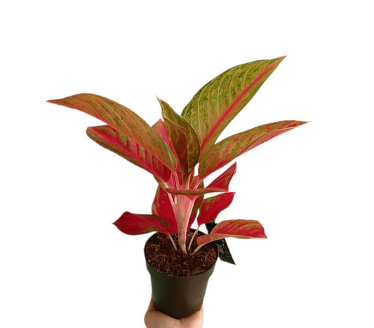 Aglaonema Gala Red M12_0