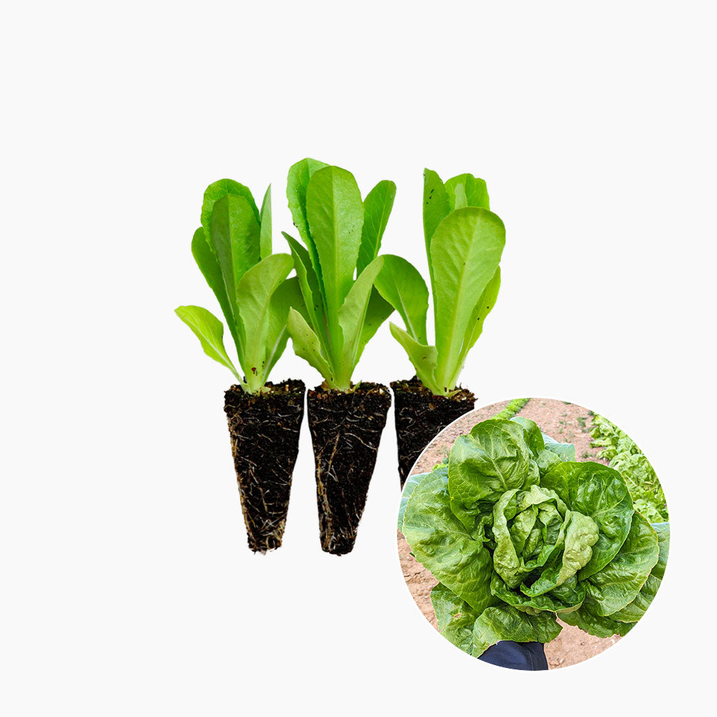 Plantón Lechuga Romana 10 Unidades - PlantaBo_0