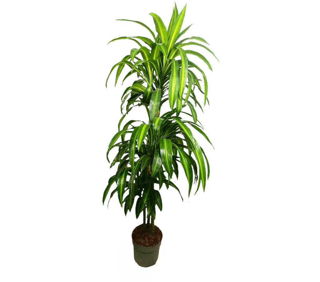 Dracena Hawaian Sunshine 3 Troncos 90-60-30 M22 120cm_0