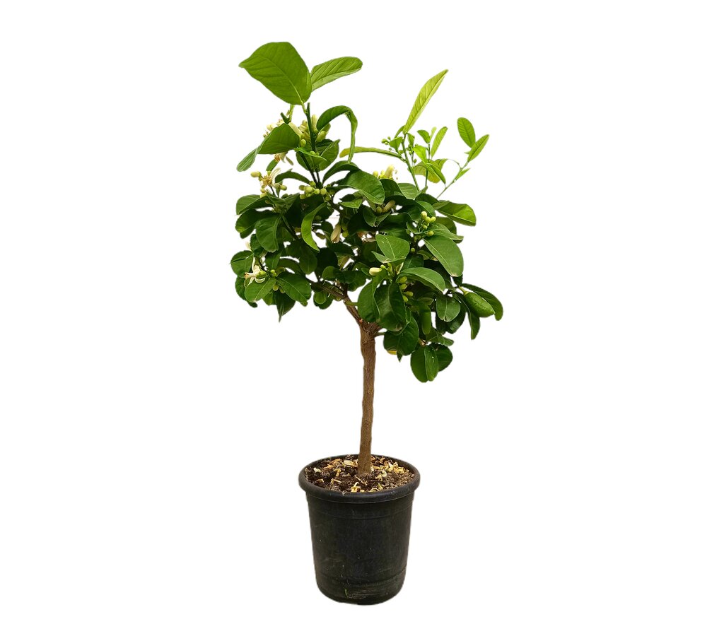 Limonero Medica M21 80-100cm_0