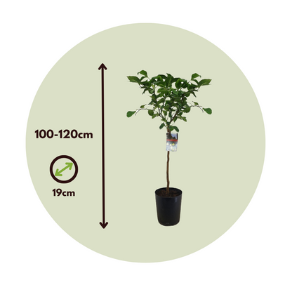 Árbol De Limón - Citrus Limon - Altura 100-120cm - ⌀19cm_2
