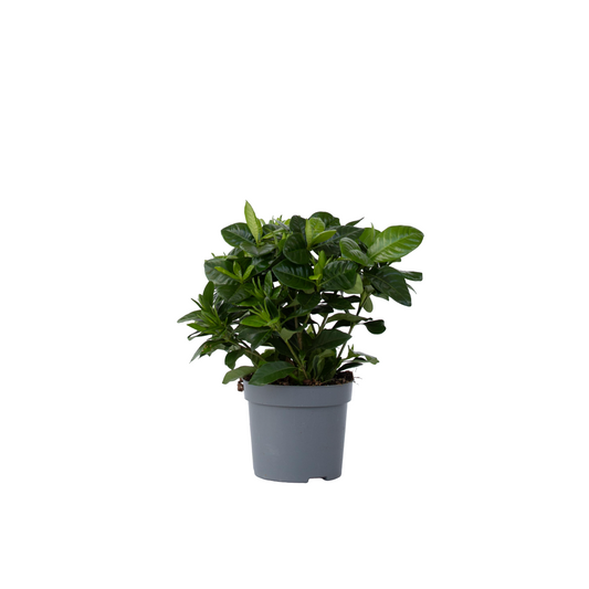 Jazmín De Arabia - Gardenia Jasminoides - Altura 20-30cm - ⌀13cm_0