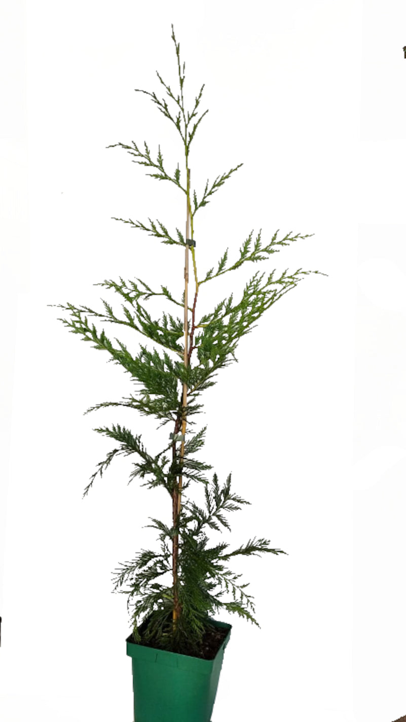 Cipres Leylandii De 1 Metro_0