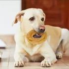 Anel em pele de bezerro prensada Snack Natural Nobleza 20 unidades