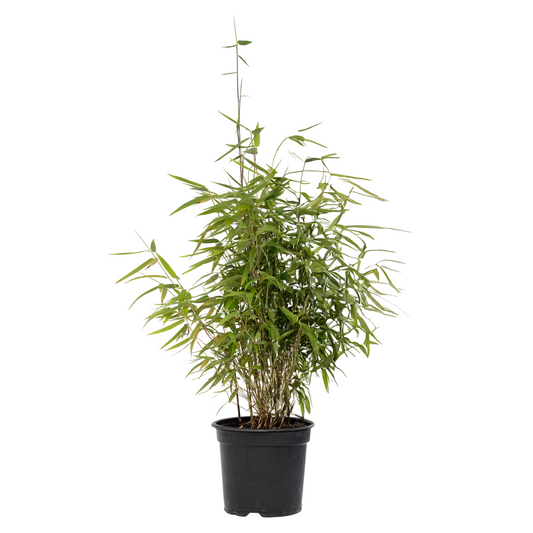Bambú - Fargesia Nitida 'red Dragon' - Altura 50-70cm - ⌀17cm_0
