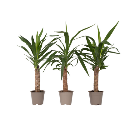 Yuca Pie De Elefante - 3 Pzs - Yucca Elephantipes - Altura 50-60cm - ⌀14cm_0