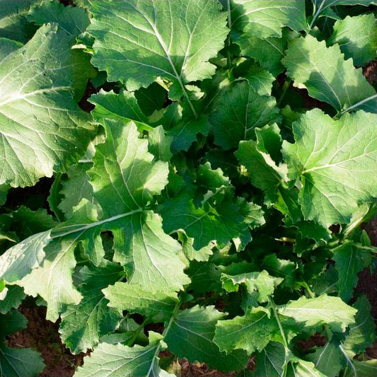 Semillas Nabo Grelos De Santiago Ecológicas_0