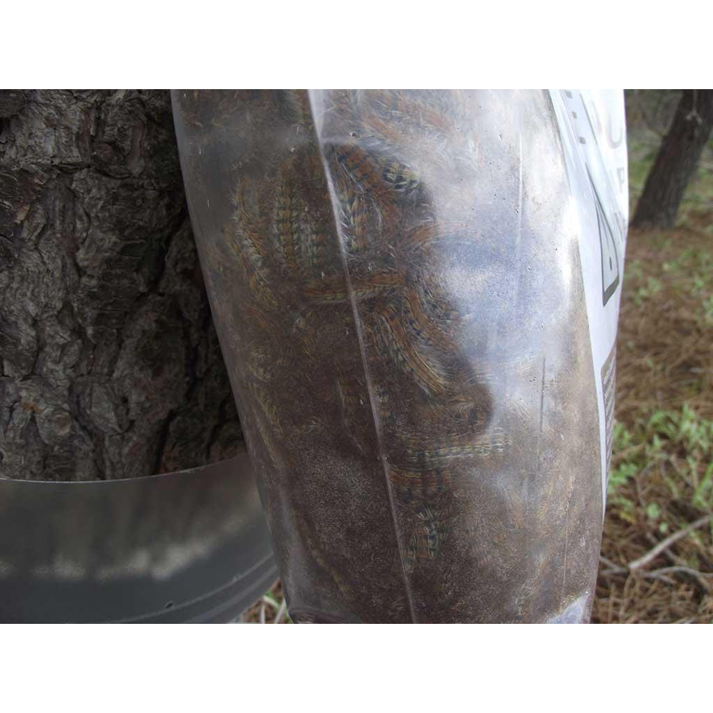 Armadilha de colar para lagarta processionária de pinheiro Ecopiege Ø 120 cm