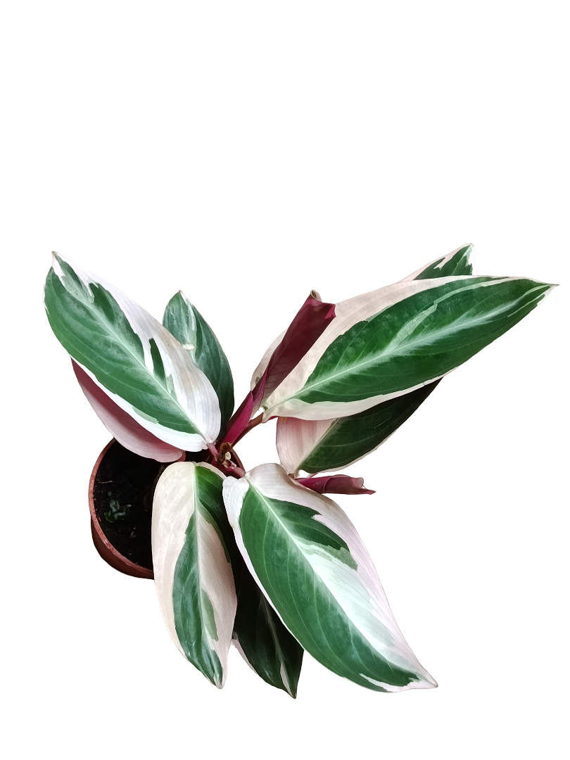 Calathea Triostar Planta De Interior Ø7 Cms_0