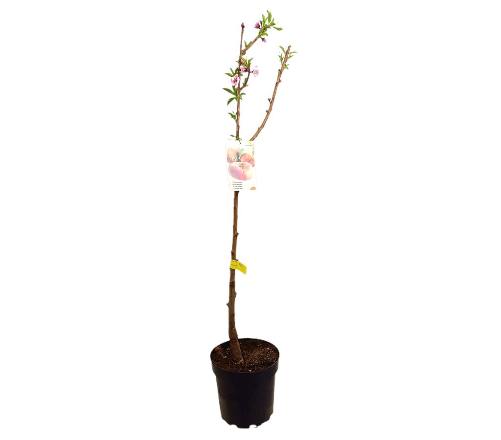 Melocotonero Paraguayo M25 120-150cm_0