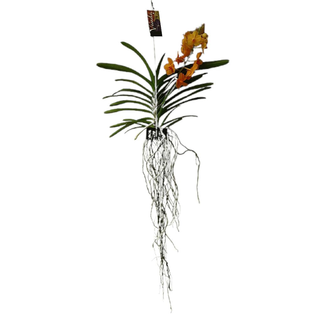 Vanda Princess Orange_0