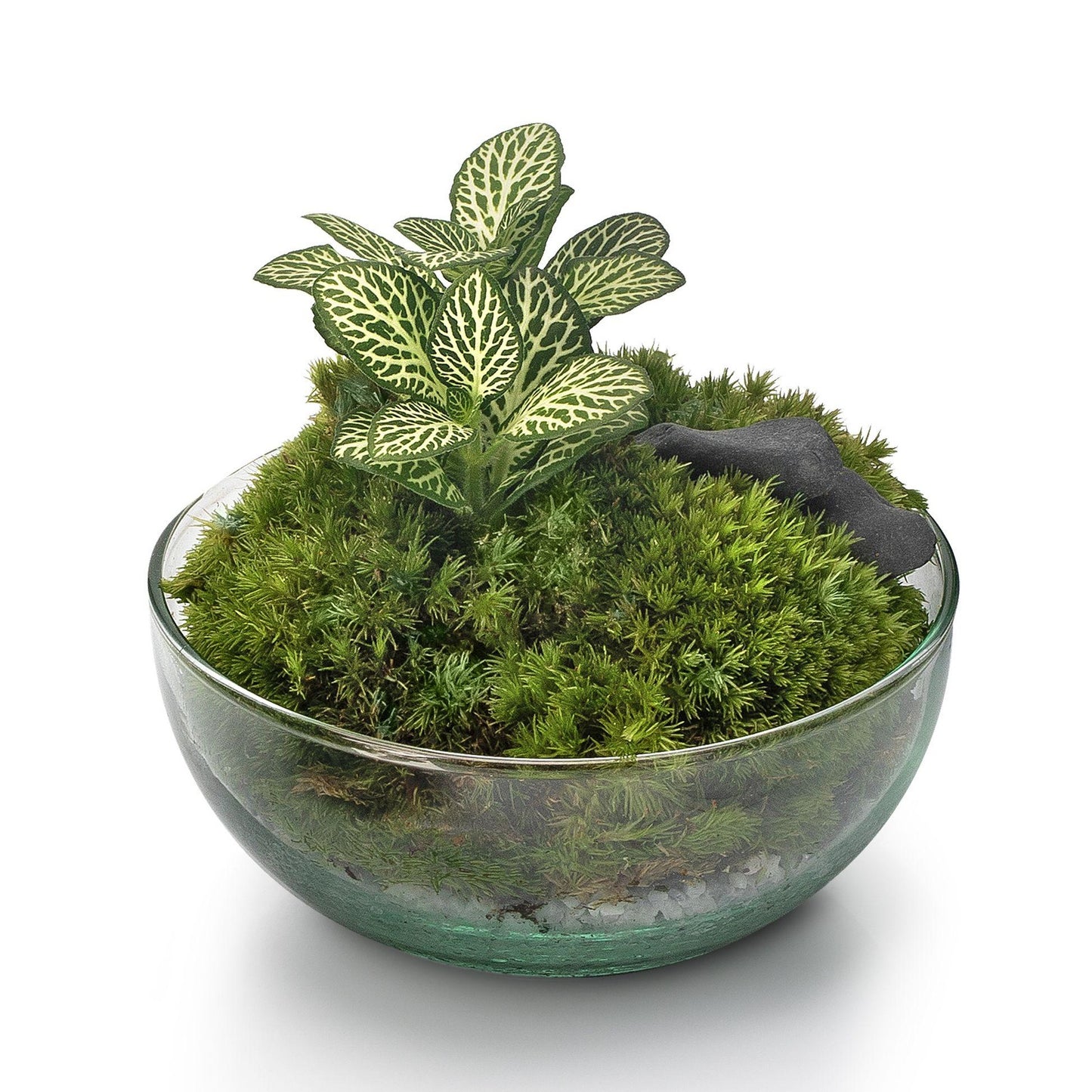 Terrário Fittonia Musgo Bornéu Ø12 x 12 cm