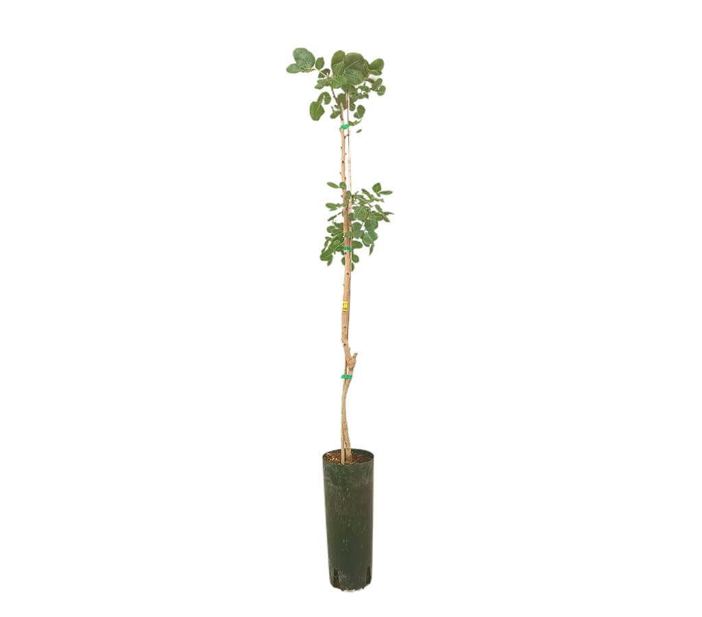Pistacho Macho M20_0