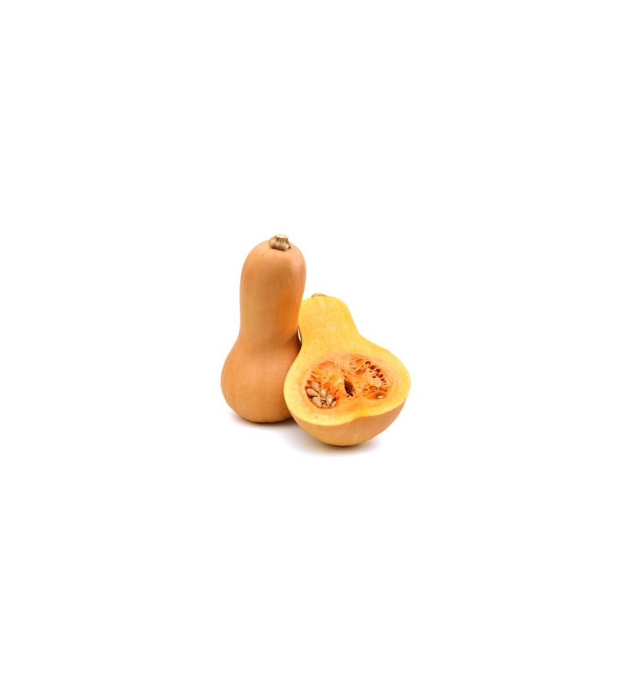 Plantón Calabaza Tipo Violín O Cacahuete. (10 Unidades)_1