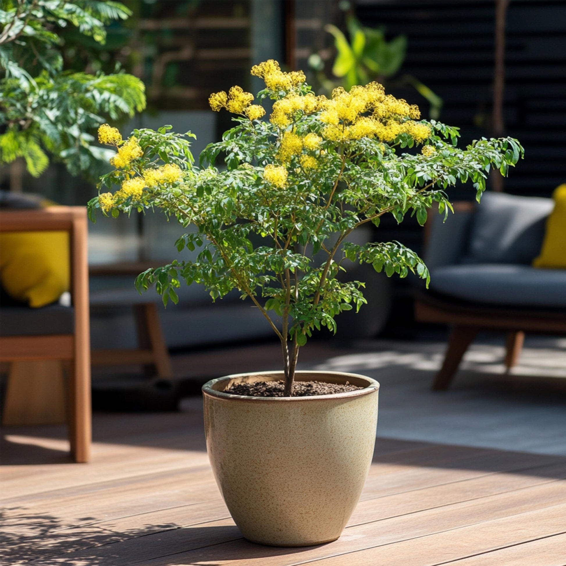 Acacia Dealbata - 2 Pzs - Mimosa Dealbata - Altura 40-50cm - ⌀15cm_1