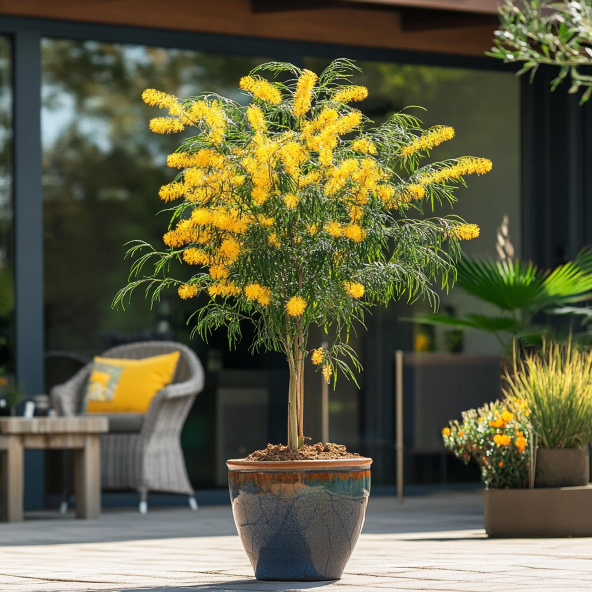 Acacia Dealbata - 2 Pzs - Mimosa Dealbata - Altura 40-50cm - ⌀15cm_4