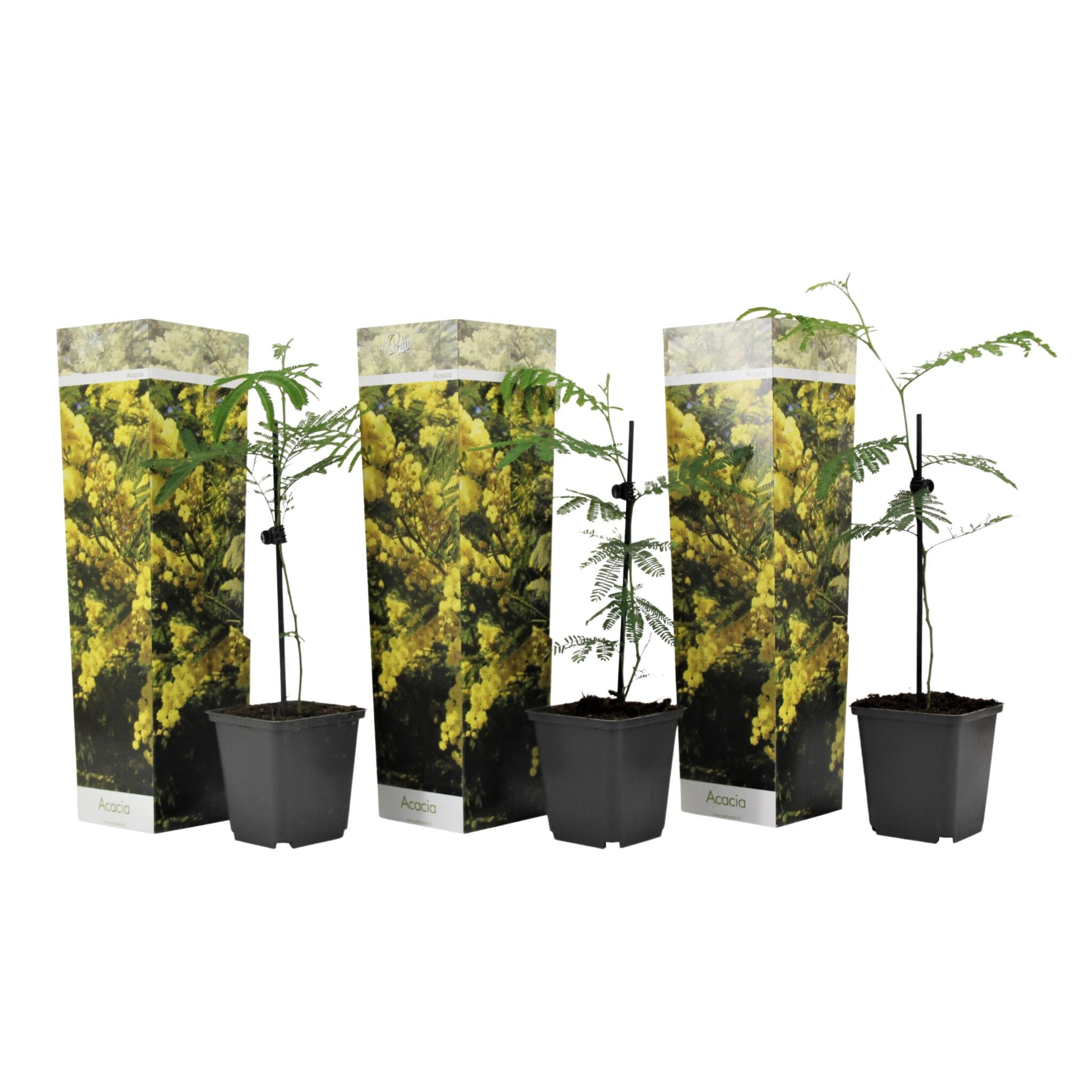 Acacia Dealbata - 3 Pzs - Mimosa Dealbata - Altura 25-40cm - ⌀9cm_0