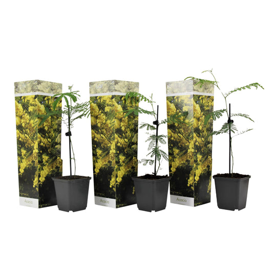 Acacia Dealbata - 3 Pzs - Mimosa Dealbata - Altura 25-40cm - ⌀9cm_0