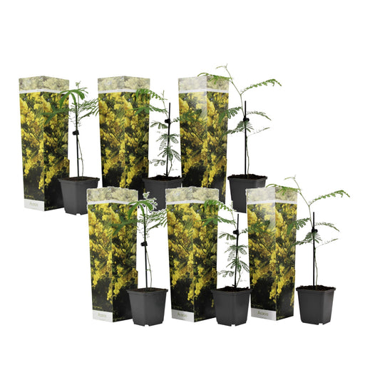 Acacia Dealbata - 6 Pzs - Mimosa Dealbata - Altura 25-40cm - ⌀9cm_0