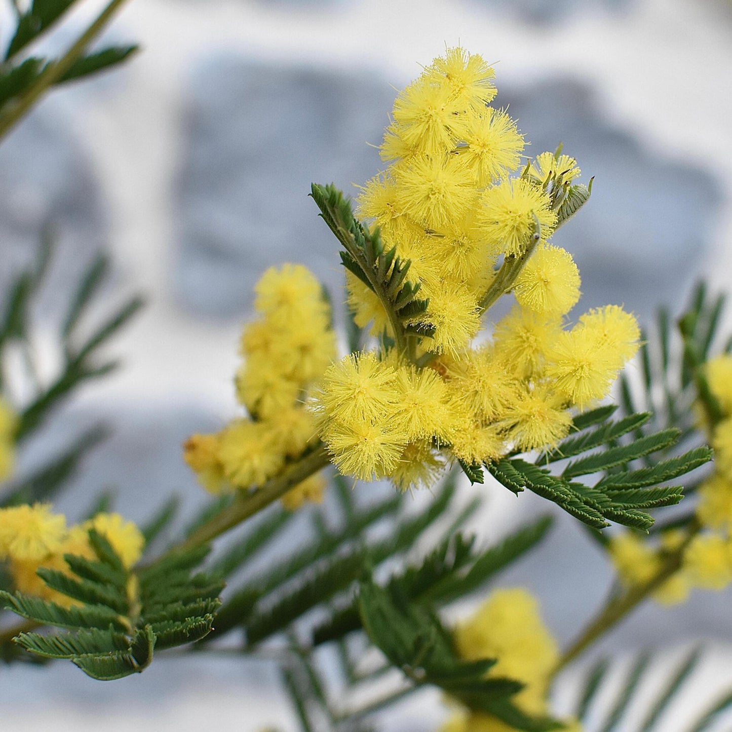 Acacia Dealbata - 6 Pzs - Mimosa Dealbata - Altura 25-40cm - ⌀9cm_3