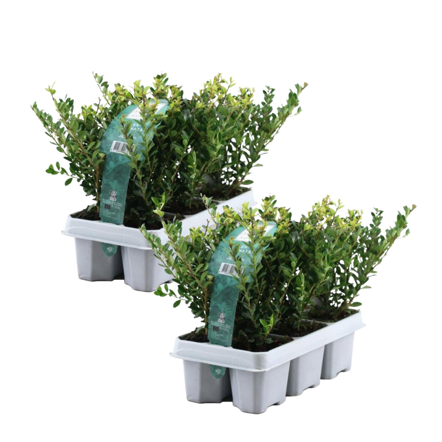 Acebo Crenata - 12 Pzs - Ilex Crenata 'jenny' - Altura 10-20cm - ⌀9cm_0