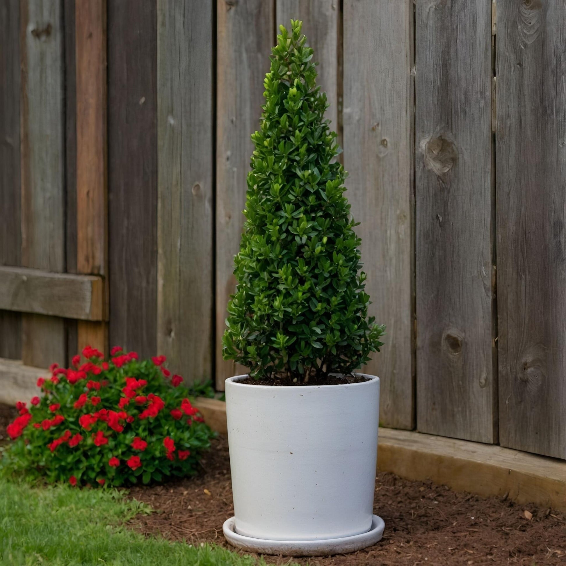 Acebo Crenata - 2 Pzs - Ilex Crenata 'jenny' - Altura 55-65cm - ⌀21cm_1