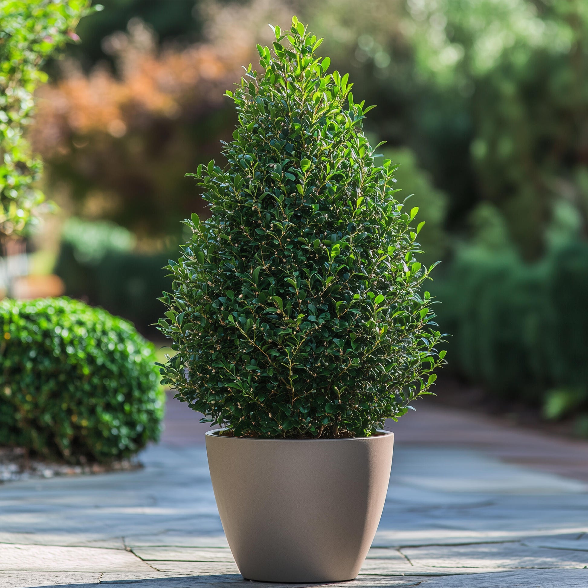 Acebo Crenata - 2 Pzs - Ilex Crenata 'jenny' - Altura 55-65cm - ⌀21cm_4