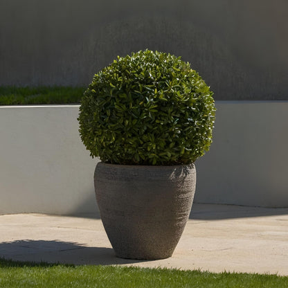 Acebo Crenata - Ilex Crenata 'jenny' - Altura 30-40cm - ⌀17cm_1