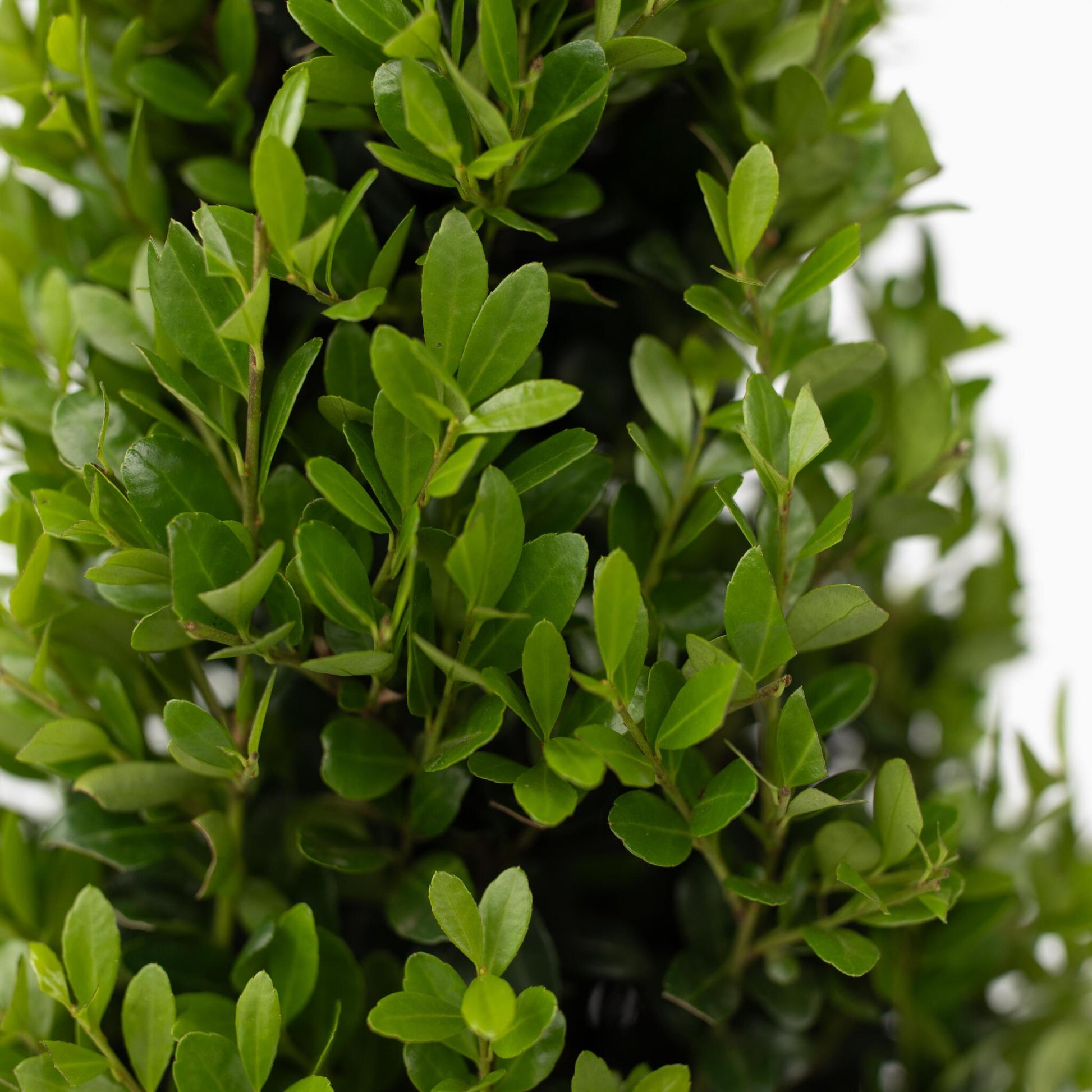 Acebo Crenata - Ilex Crenata 'jenny' - Altura 55-65cm - ⌀21cm_3