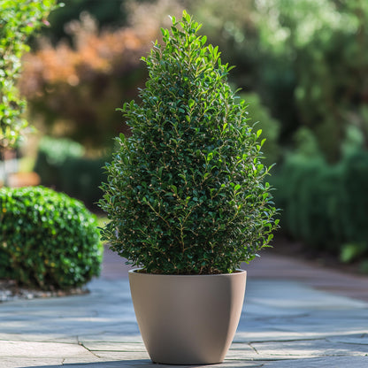 Acebo Crenata - Ilex Crenata 'jenny' - Altura 55-65cm - ⌀21cm_4