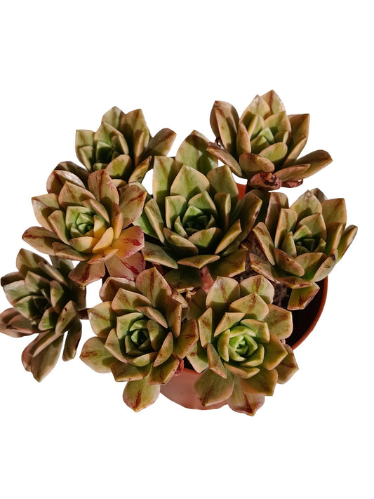 Aeonium Bronze Medal Planta Suculenta Natural Ø8_0
