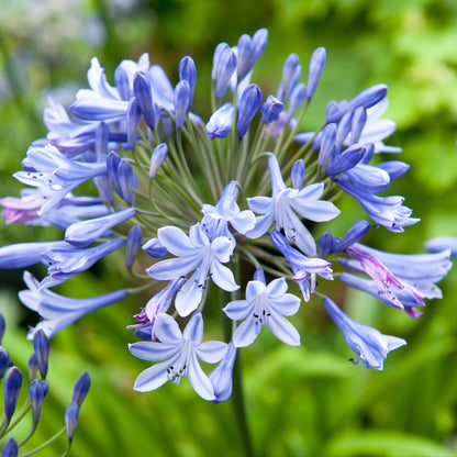 Agapanto - 6 Pzs - Agapanthus 'africanus' 'orientalis' - Cepellones_3