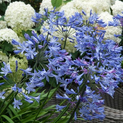 Agapanto - 6 Pzs - Agapanthus 'africanus' 'orientalis' - Cepellones_4