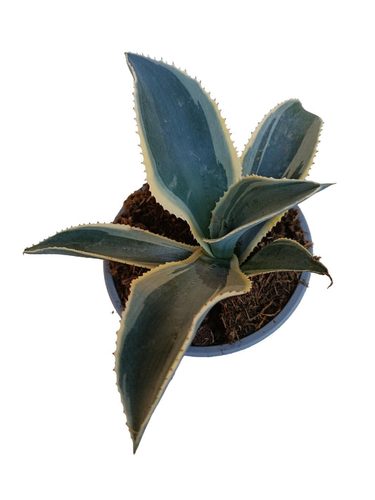 Agave Ivory Curl Planta Suculenta Natural Ø13_0