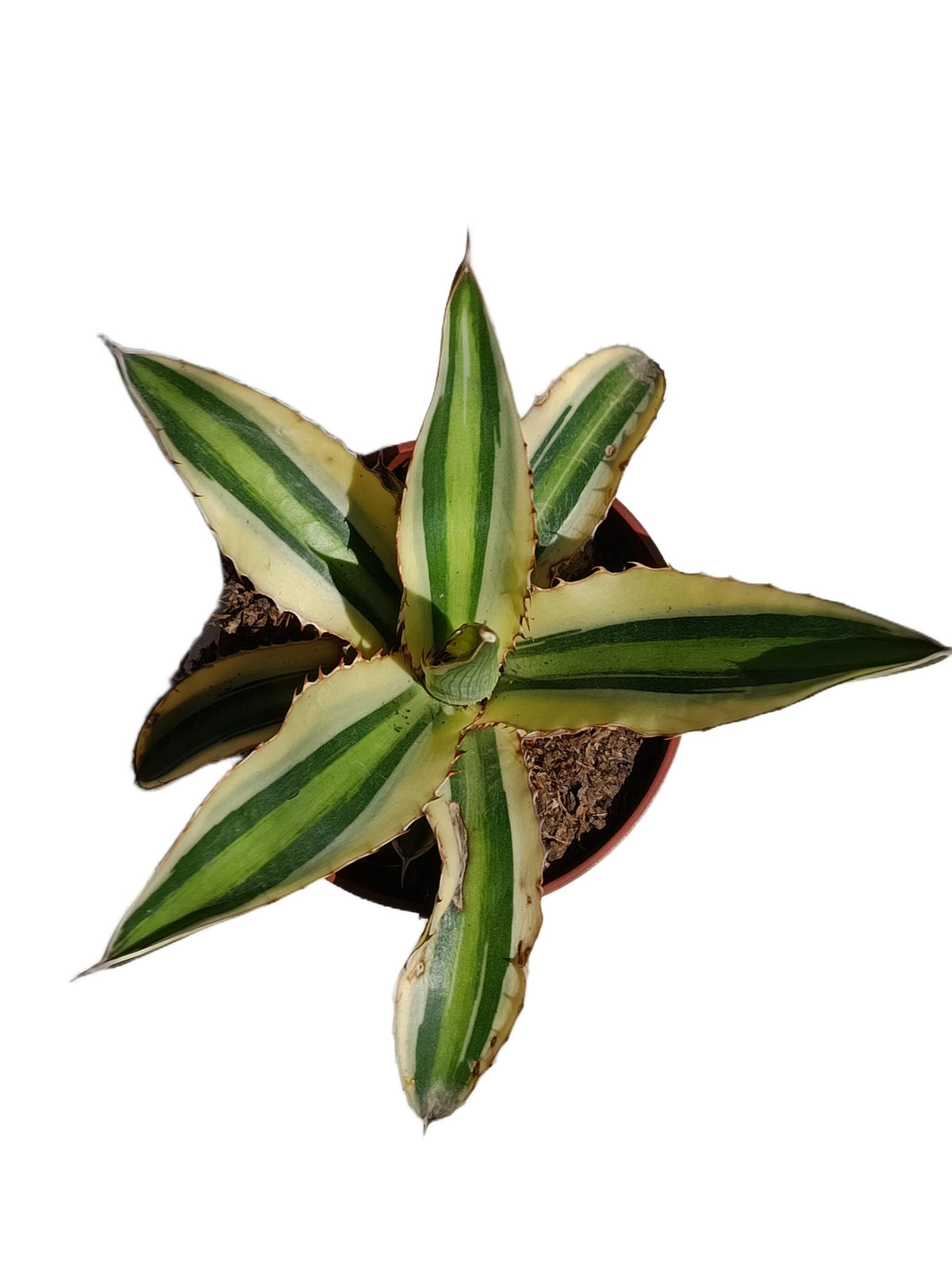 Agave Lopantha Quatricolor Planta Suculenta Natural Ø8_0