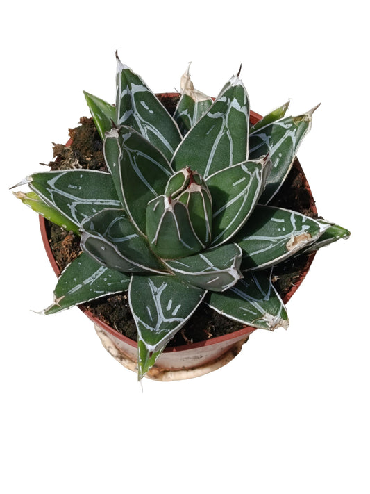 Agave Victoria Planta Suculenta Natural Ø8_0