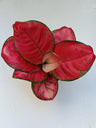 Aglonema Ruby Red (planta De Interior) Ø12